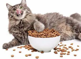 猫胰腺炎不吃东西