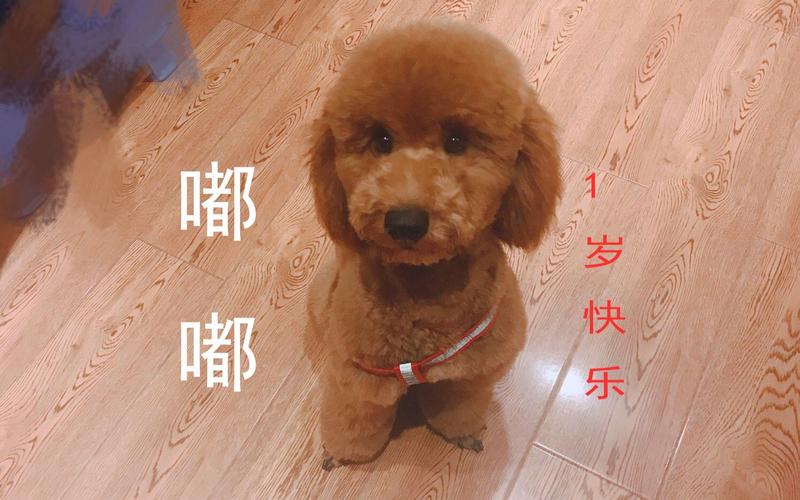 一周岁的狗狗训练