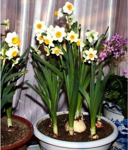 如何栽培水仙花