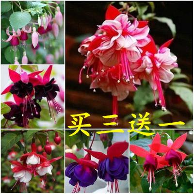 宫灯吊兰栽培技术