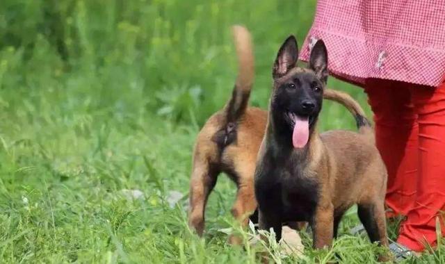 怎么训练马犬捡东西