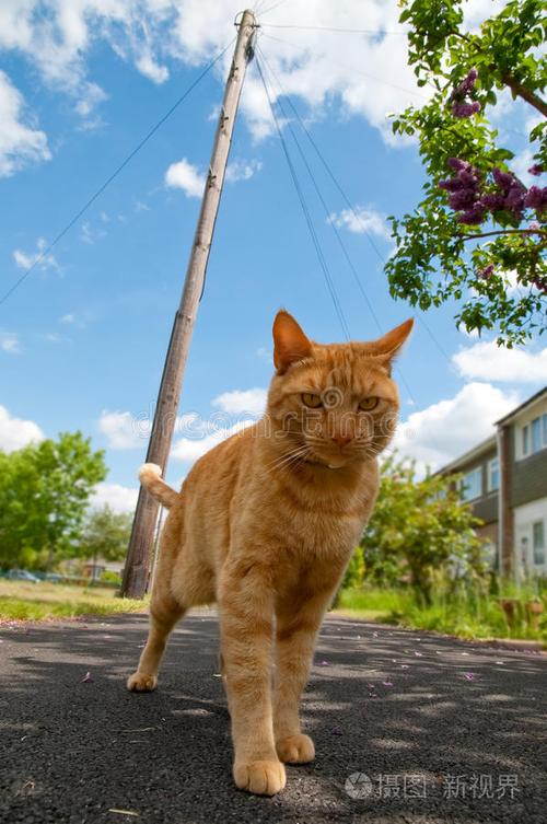 家猫训练