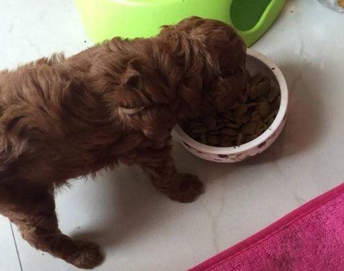 泰迪幼犬不爱吃东西怎么办