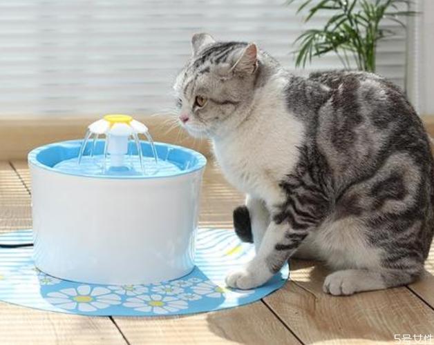 猫不吃东西只喝水拉肚子怎么办