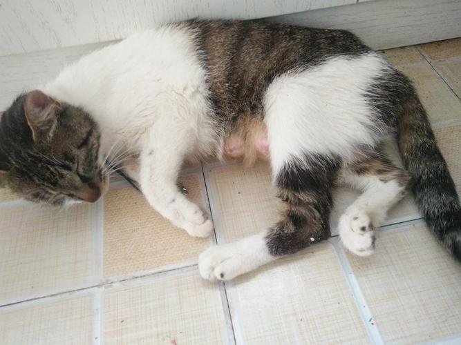 猫怀孕生产要准备什么东西吗