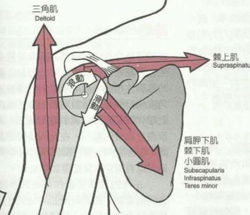 肩部运动分解动作