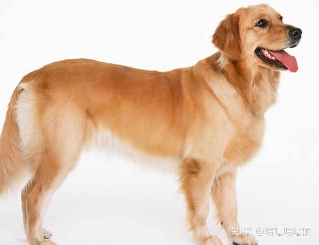 金毛犬有哪些东西不能吃什么药