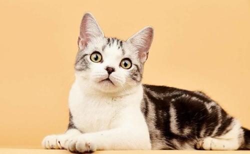短毛猫咪要怎么训练