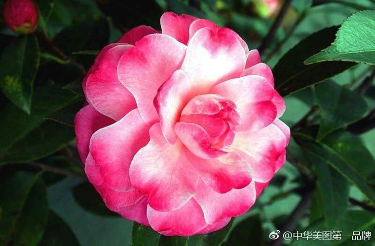亲手栽培世界名花