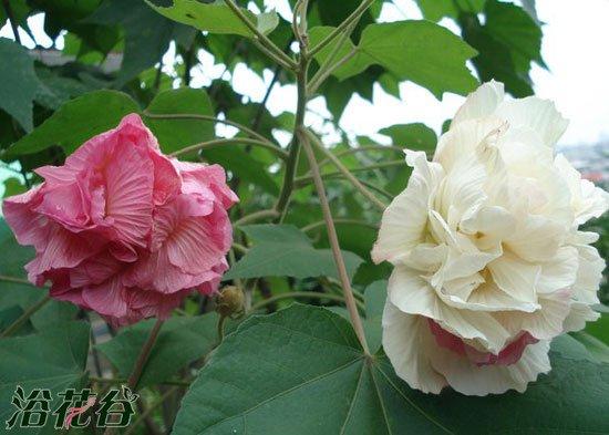 芙蓉花栽培方法