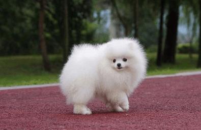怎样训练博美犬坐下