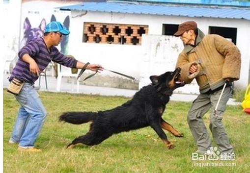 工作犬扑咬训练视频