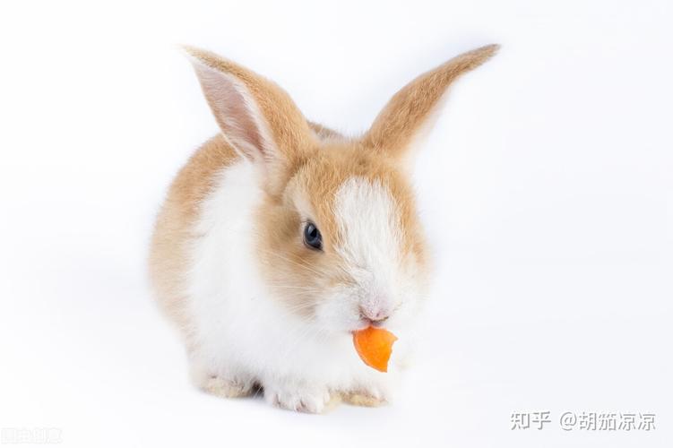 兔子什么东西都能吃啊