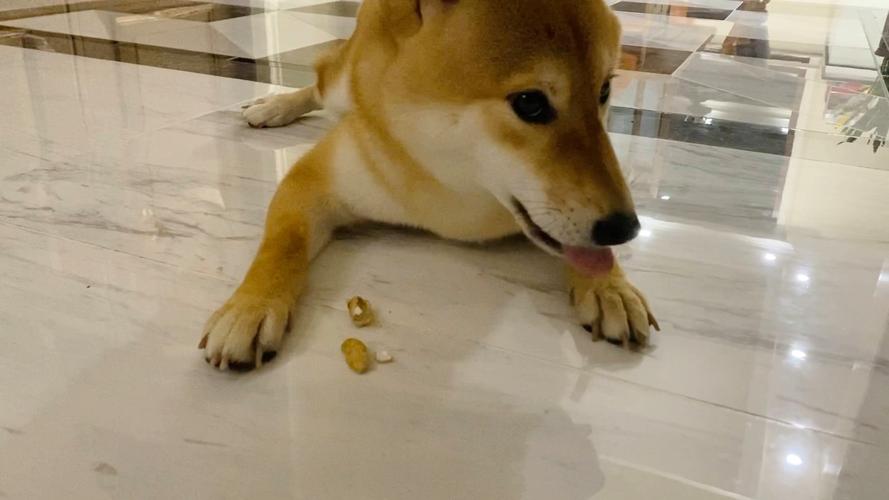 小柴犬经常咬东西