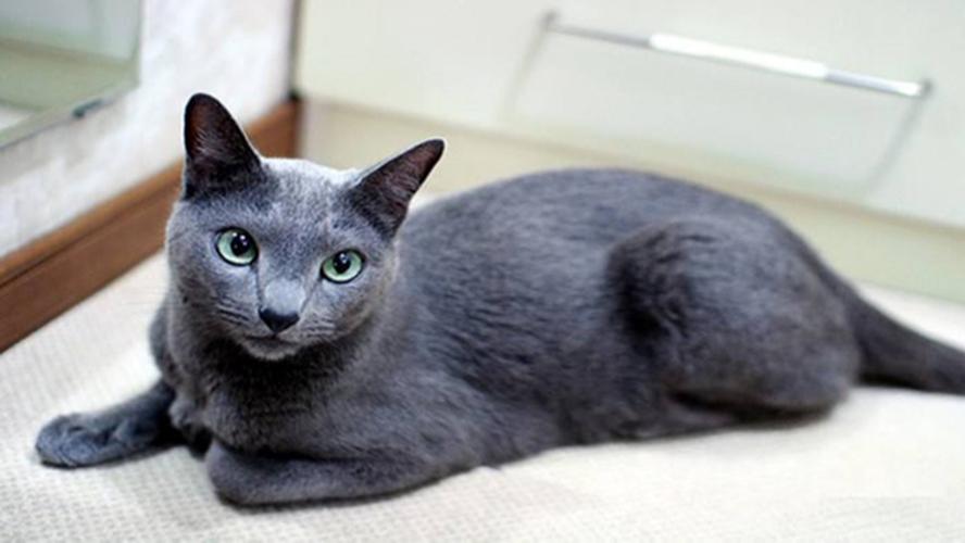 养蓝猫怎么训练