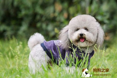 买狗狗前需要准备什么东西吗