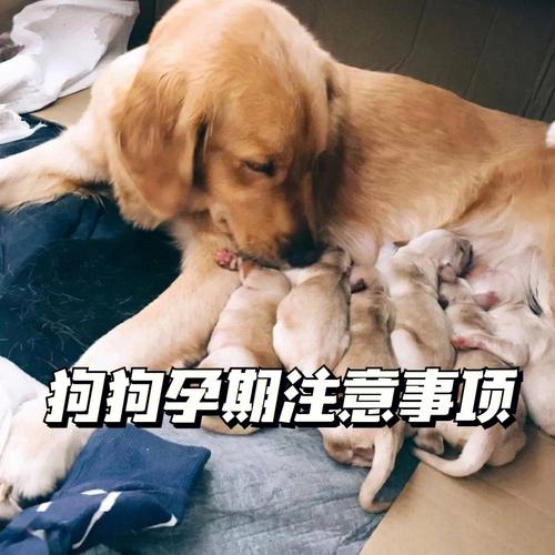狗狗生了注意什么东西