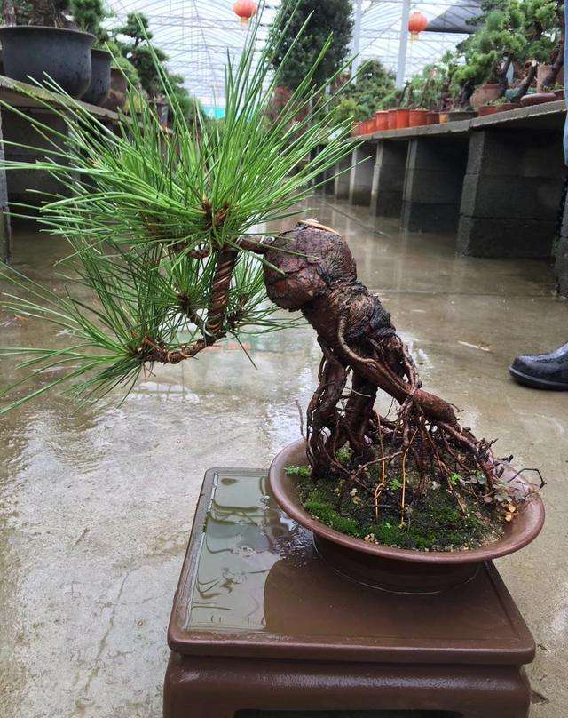黑松的养殖方法