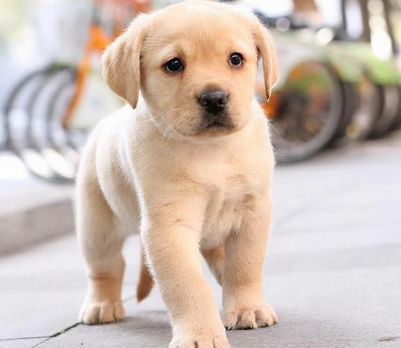 拉不拉多幼犬训练方法