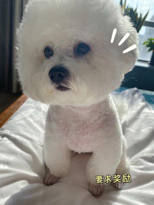 训练比熊一个人在家