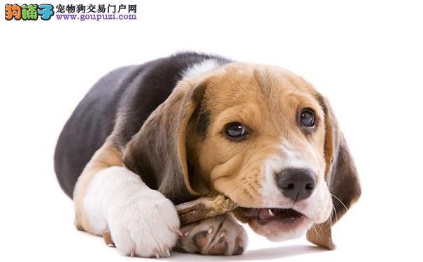 卖小宠物要注意什么东西