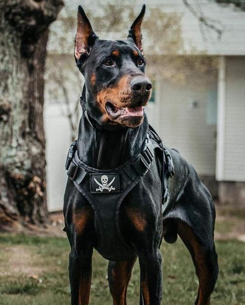 杜宾犬护卫训练