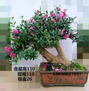 野生山茶花树桩栽培