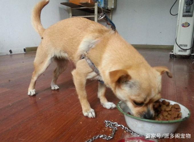 如何训狗不吃地上东西