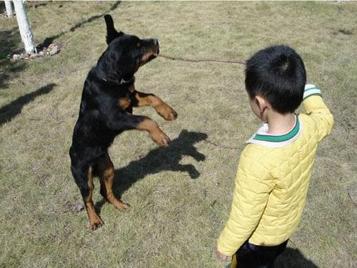 狗狗见人就扑怎么训练