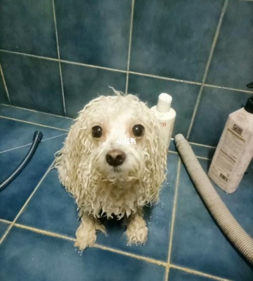 比熊犬洗澡用的东西
