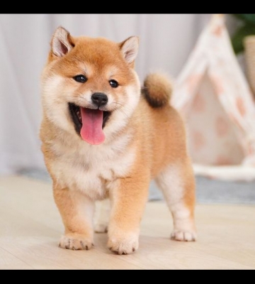 领养的幼犬不吃东西