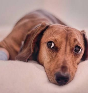 狗狗犬瘟热不吃东西怎么办