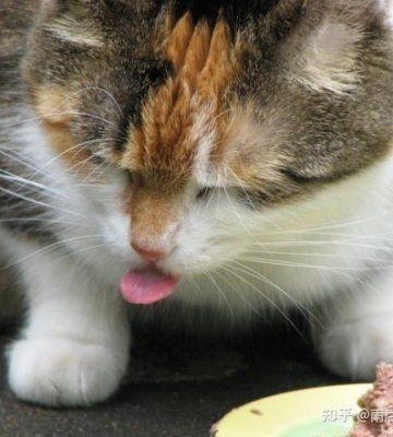 猫咪胰腺炎后不吃东西如何治疗