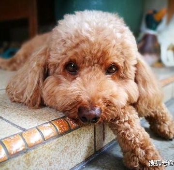 泰迪狗吃下硬东西怎么办