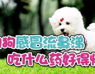 幼犬感冒了 吃东西就吐