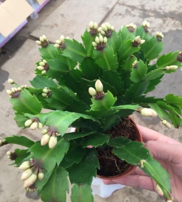 白色水管子栽培蟹爪兰
