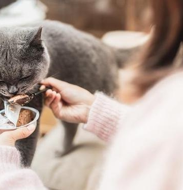 产后猫咪不吃东西怎么办