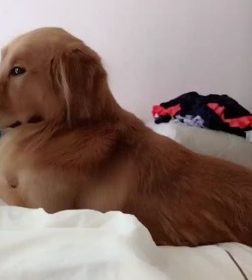金毛为什么不吃东西总是趴着