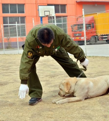 犬只训练全科目