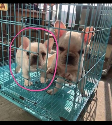 法斗生产要准备什么东西
