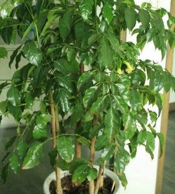幸福树花的养殖方法