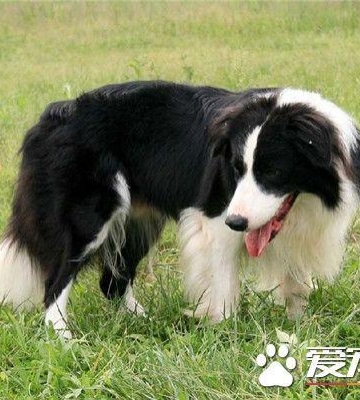 边牧训练方法及口令