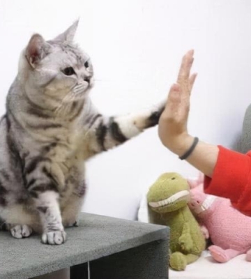 可以训练小猫什么技能