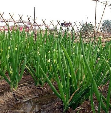 小葱栽培阳台
