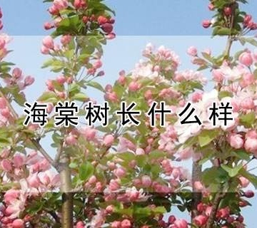 海棠树养殖方法
