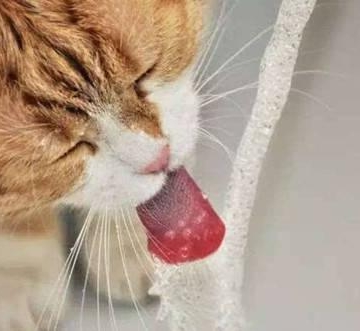 猫饿但是不吃东西 呕吐爱喝水