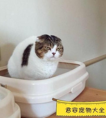 猫咪几天不吃东西拉稀怎么办