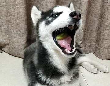 哈士奇幼犬咬硬的东西怎么办