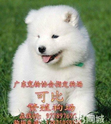 东莞狗狗代训练