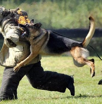 军犬怎么训练咬人